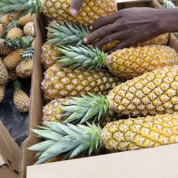 ananas frais